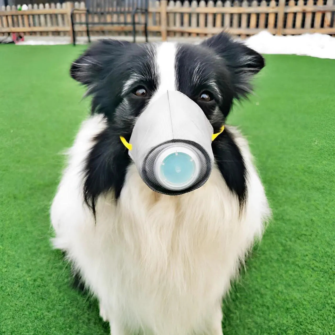 3 Pcs Adjustable Gas Mask for Dogs - Reusable